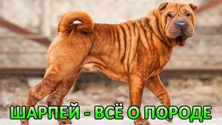 Шарпей - Всё о породе. Плюсы и минусы.