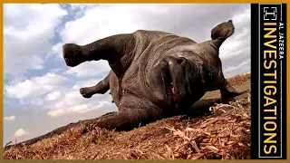 The Poachers Pipeline l Al Jazeera Investigations