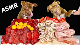 ASMR MUKBANG PITBULL EATING RAW FOODS