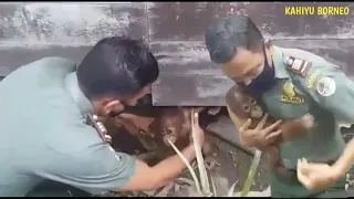 Baby orangutan found by forest rangers under a resident's house