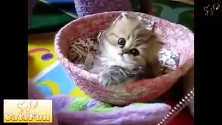 Прикольные коты Новая подборка за февраль 2014 год Epic Funny Cats Compilation february 2014