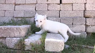 Milagro en Tlaxcala, nace cachorro de León Blanco en Zoológico del Altiplano