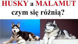 HUSKY a MALAMUT - czym się różnią