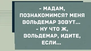 - Мадам, познакомимся? Смех! Юмор! Позитив!