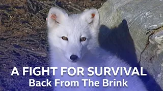 Arctic Foxes' Fight For Survival | Back From The Brink