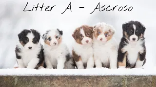 Australian shepherd puppies - Ascroso Litter A ( From Birth to 8 weeks)