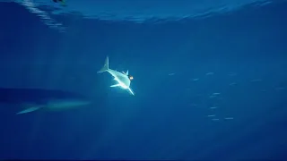 ABZU - Shark swimming with whales