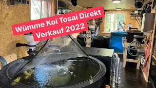 Tosai Direkt Verkauf 2022 bei Wümme Koi! Schwarzachtal Koi Tosai in begrenzter Stückzahl!