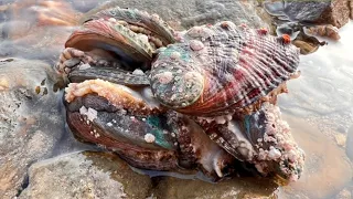 [Collection] Abalone Flood! Niu Niu at beach  many gather to collect! [Niu Niu Seafood]