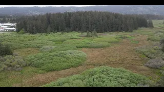 Spruce forest near Crescent City Ca. April 27th 2024