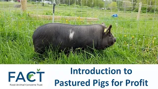 Introduction to Pastured Pigs for Profit