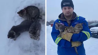 3 Kittens Saved From Freezing To Death After Man Pours Coffee On Them