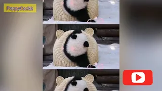 Funny pandas🐼/❤️Cute & Funny Panda Videos Compilation 2020/Cute Animals Videos/Top 10 panda videos