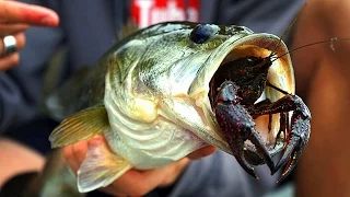 Do Bass Actually Eat Crawfish?? | GoPro Live Crawfish Footage