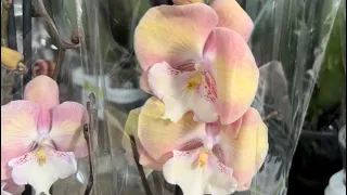 Праздничный обзор Орхидей
