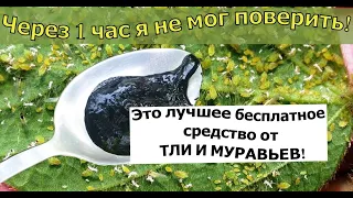 ЭТО ЛУЧШЕЕ ОТ ТЛИ И МУРАВЬЕВ! СРЕДСТВО ОТ ТЛИ И МУРАВЬЕВ!