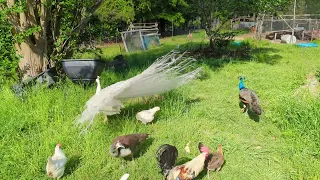 Beauty of the All majestic white peacock