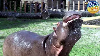 Бегемотик Лілі / Lily the Hippo