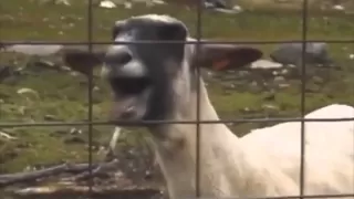 (GOAT)Taylor Swift - I Knew You Were Trouble feat.Goat (KOZA 2013 Official HD)