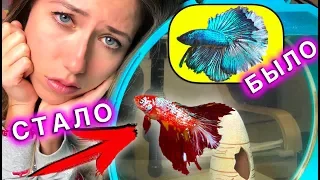 РЫБКА НЕМО МЕНЯЕТ ЦВЕТ ЧТО СЛУЧИЛОСЬ МОЙ АКВАРИУМ БЫЛО СТАЛО | Elli Di Pets