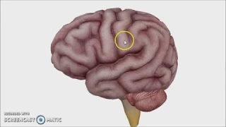 Overview of the Brain - Dr. Ahmed Farid