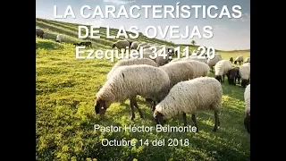 LAS CARACTERISTICAS DE LAS OVEJAS