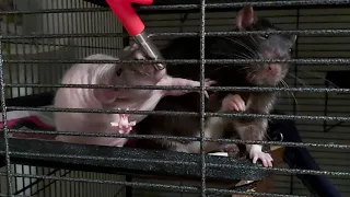2 Rats Sharing Waterbottle (Surprise Guest causes slap fight)