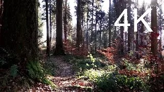 4K Video, UHD: NOVEMBER FOREST WALK