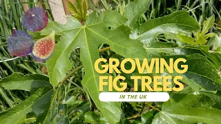 Fig trees exotic or not?    |   How to grow fig trees UK