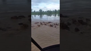 Cattle Herded to Higher Ground Through Fitzroy River in Flood Waters