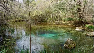 Williford Spring at Econfina Creek Water Management Area