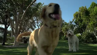 Village of Key Biscayne Dog Park