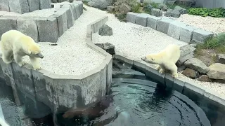 Feeding seals and bears in Aquarium du Québec