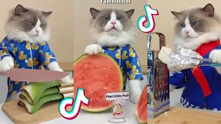 That Little Puff | Cats Make Food 😻 | Kitty God & Others | TikTok 2024 #81