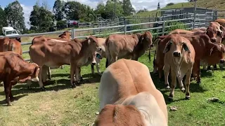 30 RED BRAHMAN HEIFERS 18-20 MONTHS OLD - UNJOINED