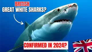 GREAT WHITE SHARKS in BRITISH SEAS 2024!? EXPERTS are coming 🦈🇬🇧