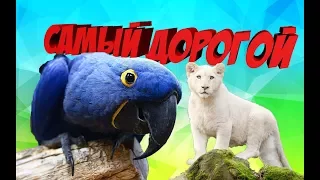 ТОП 10 САМЫХ ДОРОГИХ ДОМАШНИХ ЖИВОТНЫХ В МИРЕ - ANIMAL TOP