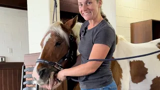 Pony life and neck tension release through massage❤️