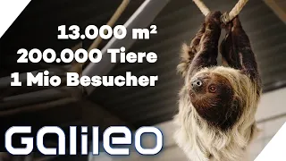 Arbeiten in der größten Zoohandlung der Welt: Nix mit faul rumhängen! | Galileo | ProSieben