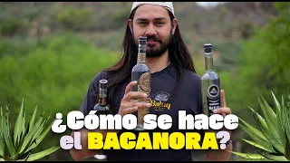 ¿Qué es y cómo se hace el Bacanora? Vamos a un Rancho a ver el proceso del BACANORA BATUQ