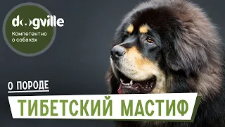 Тибетский Мастиф - О породе - Как выбрать щенка?