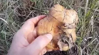 Свинушка тонкая (Paxillus involutus) - опасный гриб