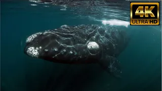 Kommetjie RIGHT WHALES blow RAINBOWS | FREE FLIGHT - "Shine On You Crazy Diamond" #downsouth #whales