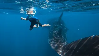 5 YR Old Dives with the Biggest Shark in the World