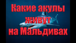 Какие акулы живут на Мальдивах. #акулы #мальдивы #shark #scubadiving #дайвинг #подводныймир