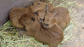 Capybara baby! Cuteness Overload! 😍 Izu Animal Kingdom in Japan