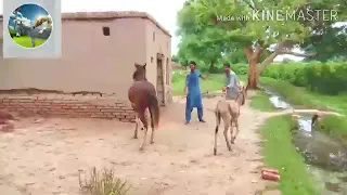horse and donkey full meeting  2020