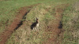 2023-05-04 Mountain Hare