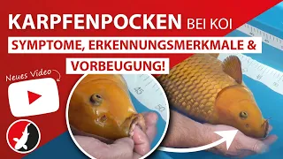 Karpfenpocken bei Koi - Symptome, Erkennungsmerkmale und Möglichkeiten zur Vorbeugung!