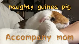 【GUINEA PIG】The mischievous little pig accompanies her mother to study